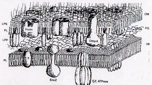 fluid mosaic model drawing