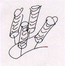 peptide backbone of alpha helix