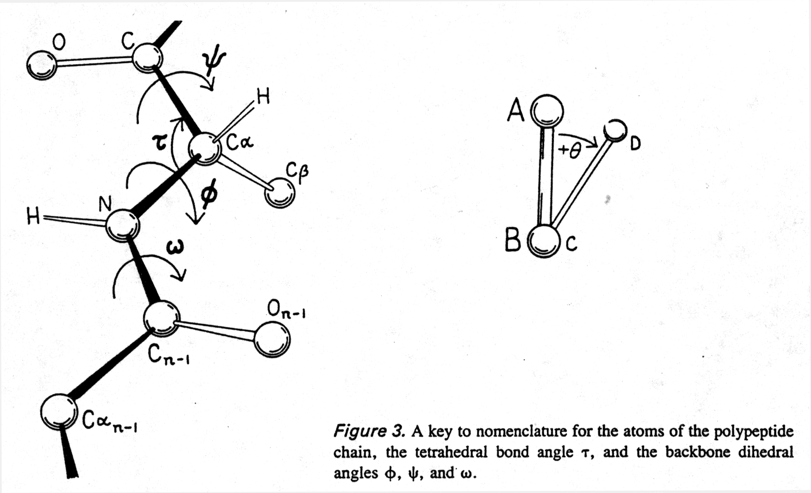 peptide backbone torsion angles