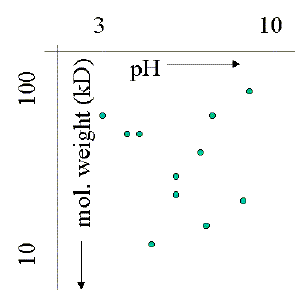 2d+page+gel+electrophoresis